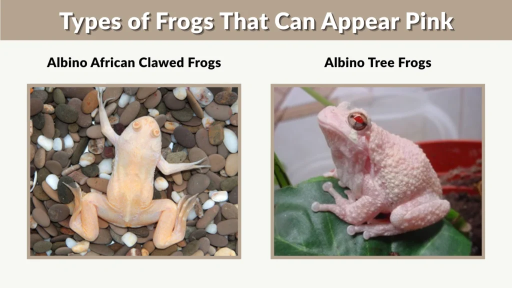 Types of Frogs That Can Appear Pink