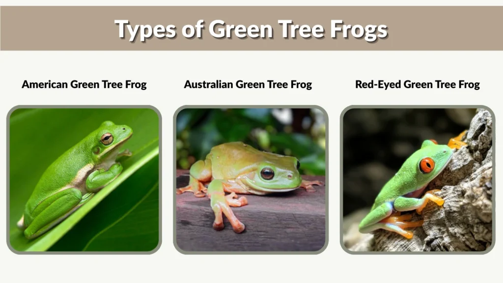 Types of Green Tree Frogs