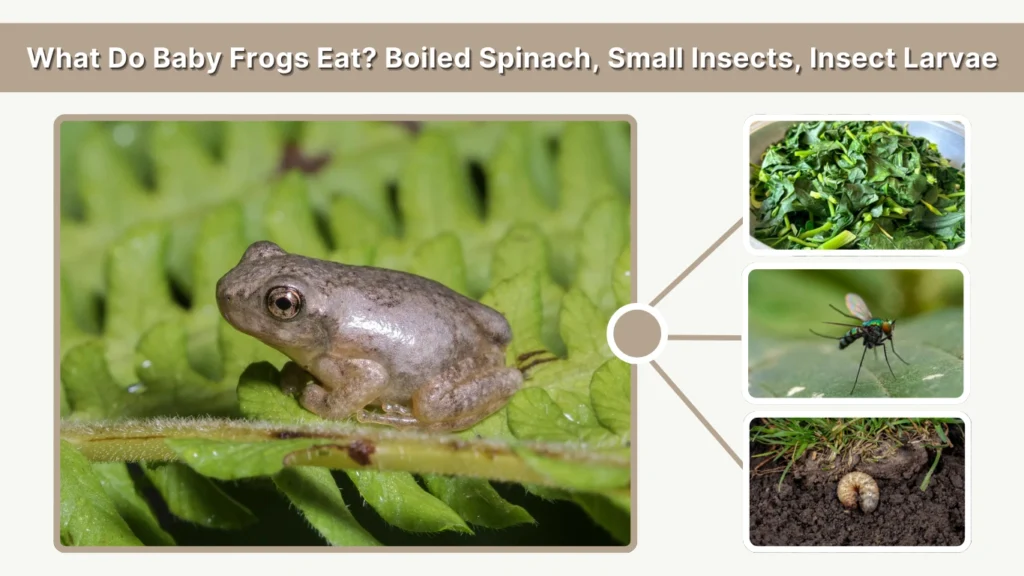 What Do Baby Frogs Eat Boiled Spinach, Small Insects, Insect Larvae