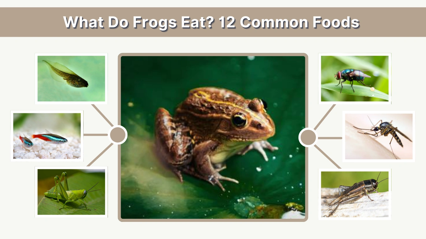 What Do Frogs Eat 12 Common Foods They Love to Eat
