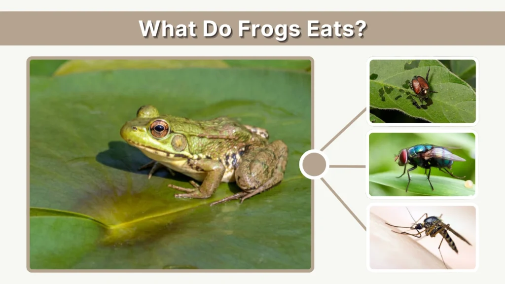What Do Frogs Eats