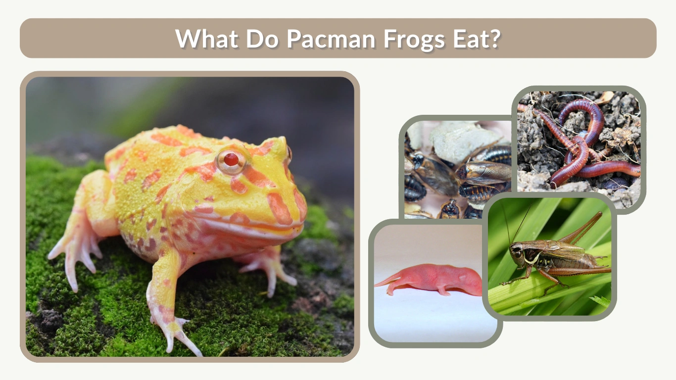 What Do Pacman Frogs Eat Complete Feeding & Diet Guide