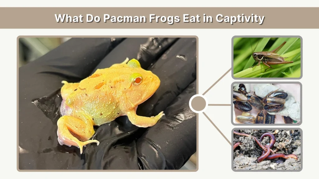 What Do Pacman Frogs Eat in Captivity