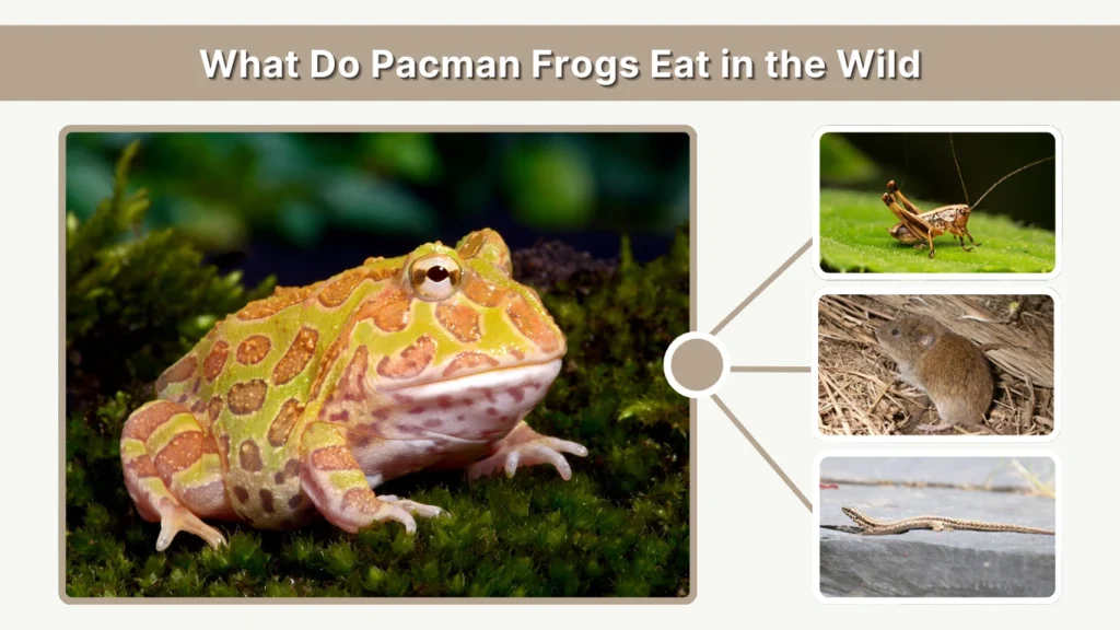 What Do Pacman Frogs Eat in the Wild