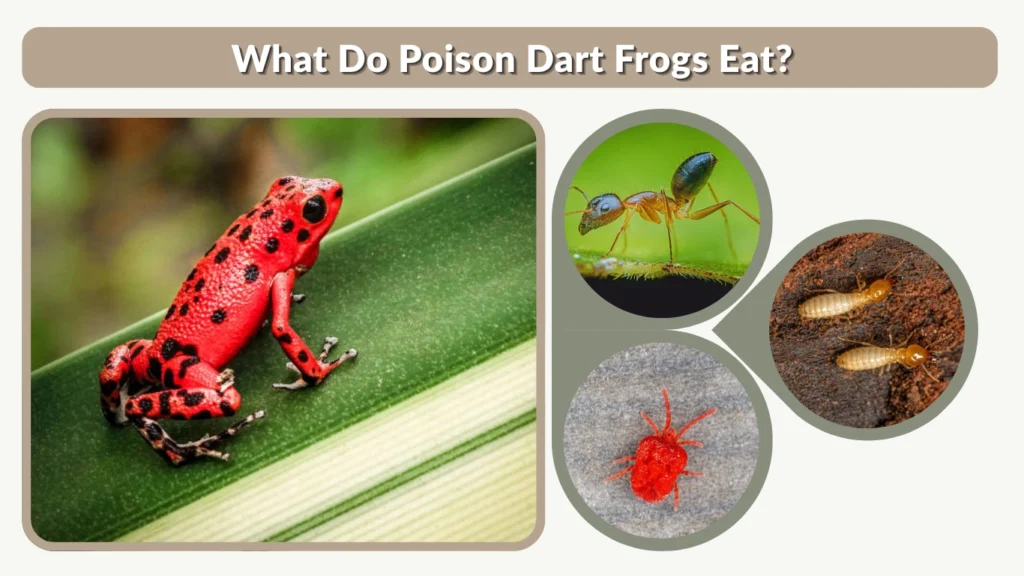 What Do Poison Dart Frogs Eat