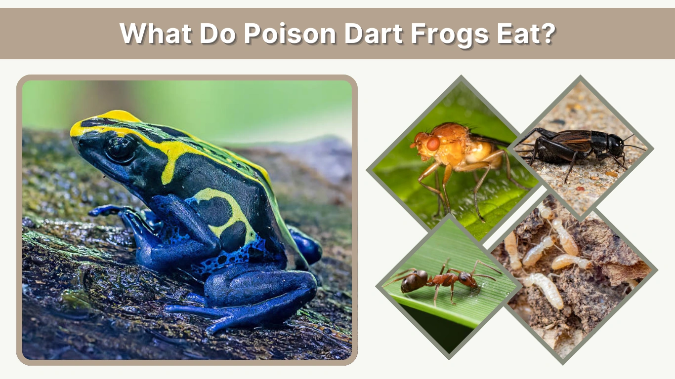 What Do Poison Dart Frogs Eat Diet Explained Simply