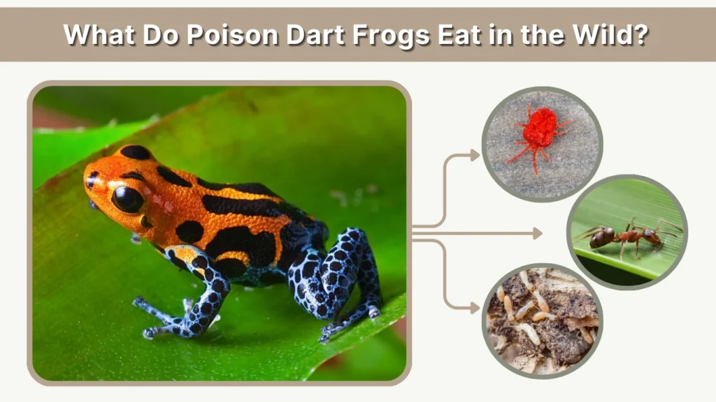 What Do Poison Dart Frogs Eat in the Wild