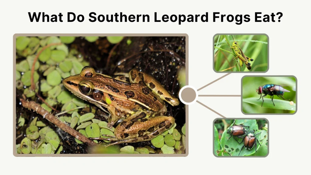 What Do Southern Leopard Frogs Eat
