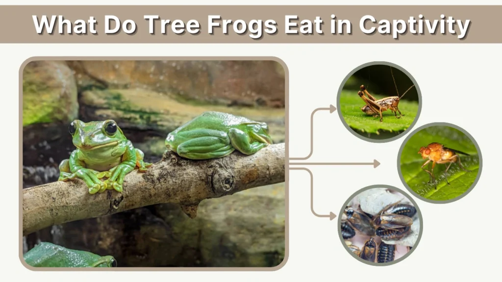 What Do Tree Frogs Eat in Captivity