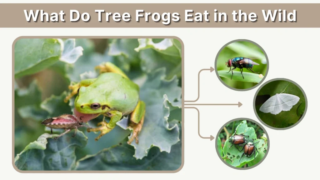What Do Tree Frogs Eat in the Wild