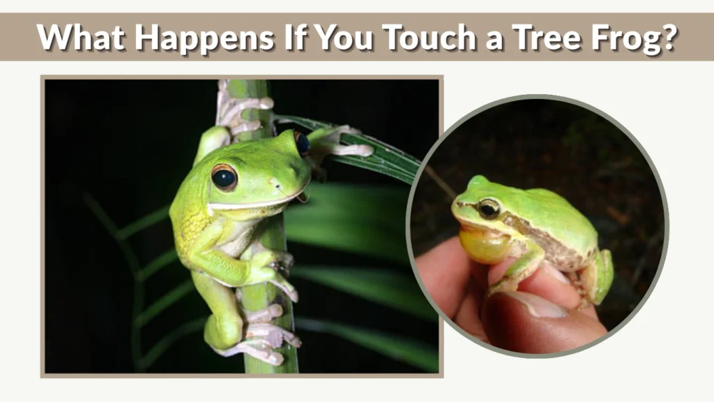What Happens If You Touch a Tree Frog