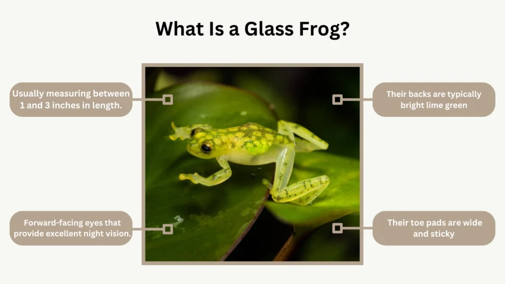 What Is a Glass Frog