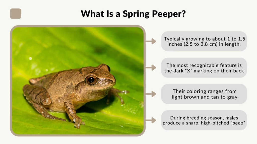 What Is a Spring Peeper