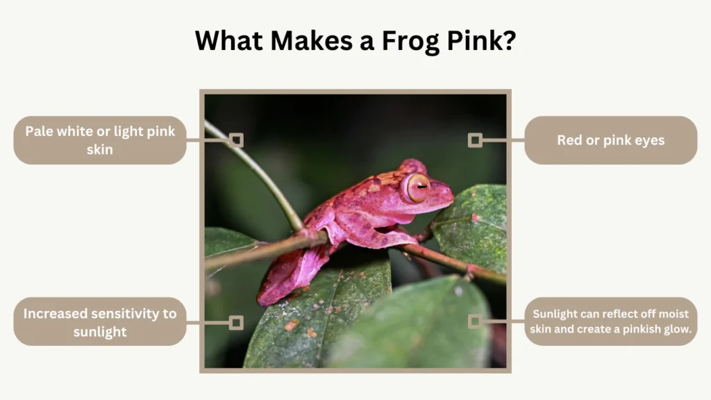 What Makes a Frog Pink