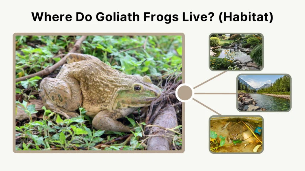 Where Do Goliath Frogs Live (Habitat)