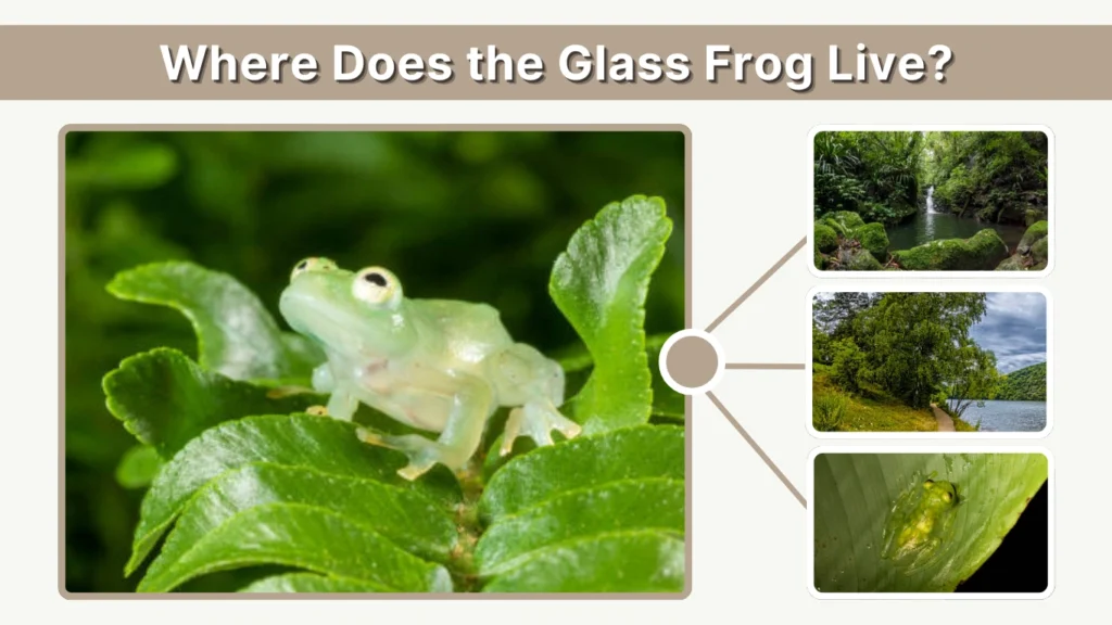 Where Does the Glass Frog Live
