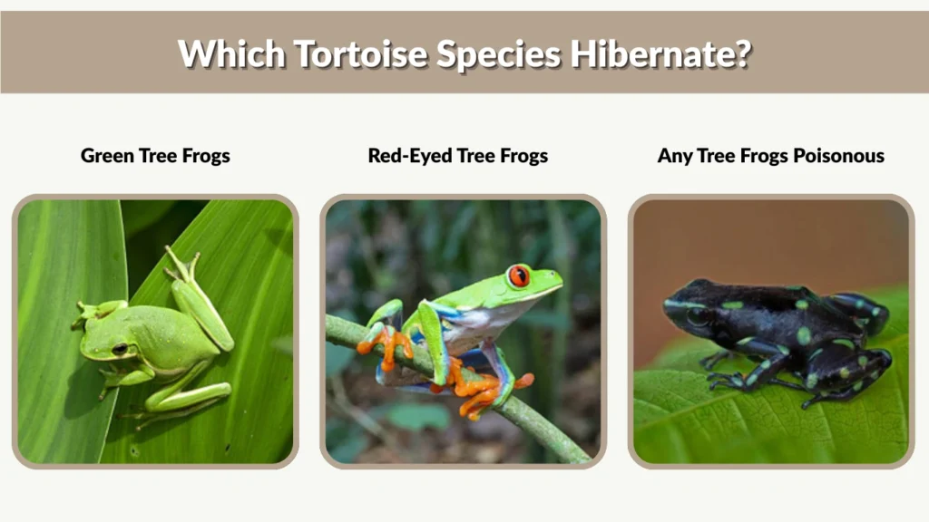 Which Tortoise Species Hibernate