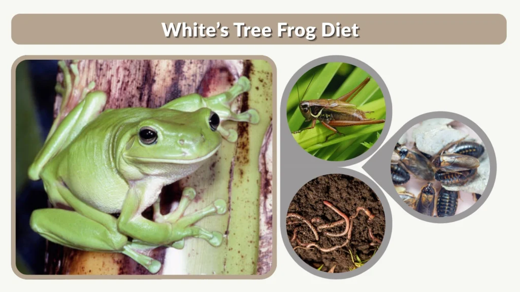 White’s Tree Frog Diet