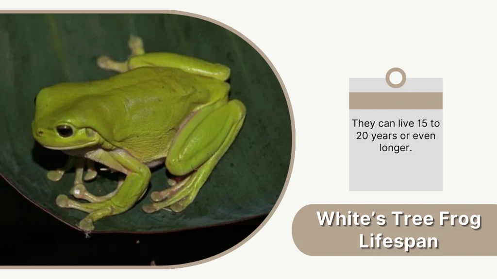White’s Tree Frog Lifespan