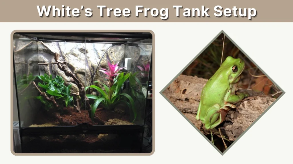 White’s Tree Frog Tank Setup
