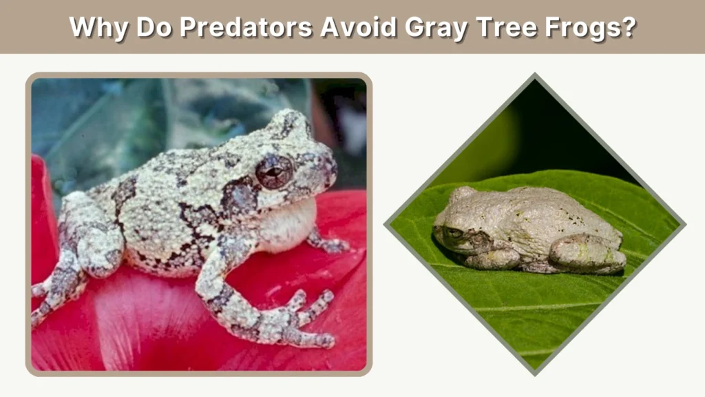 Why Do Predators Avoid Gray Tree Frogs
