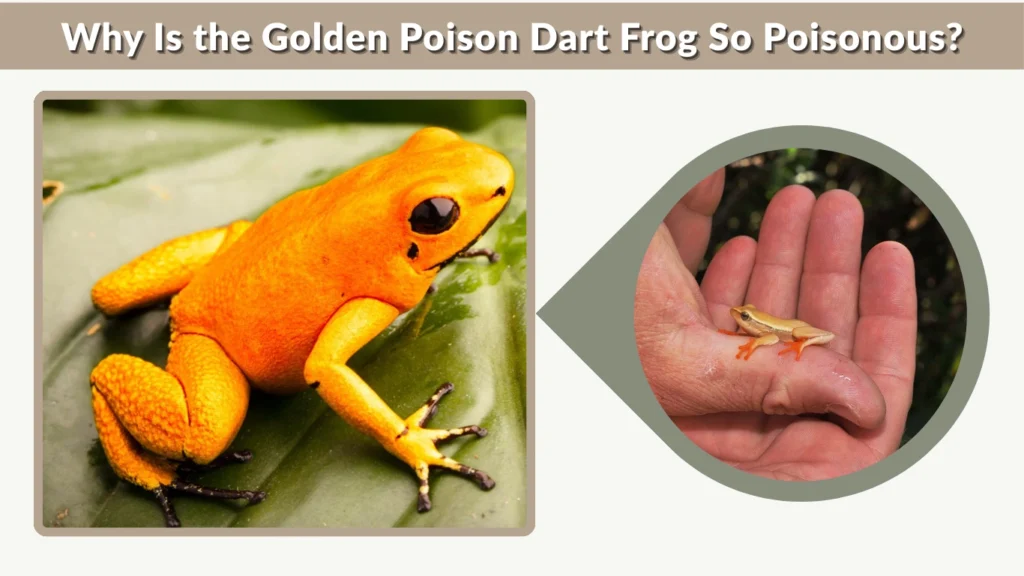 Why Is the Golden Poison Dart Frog So Poisonous