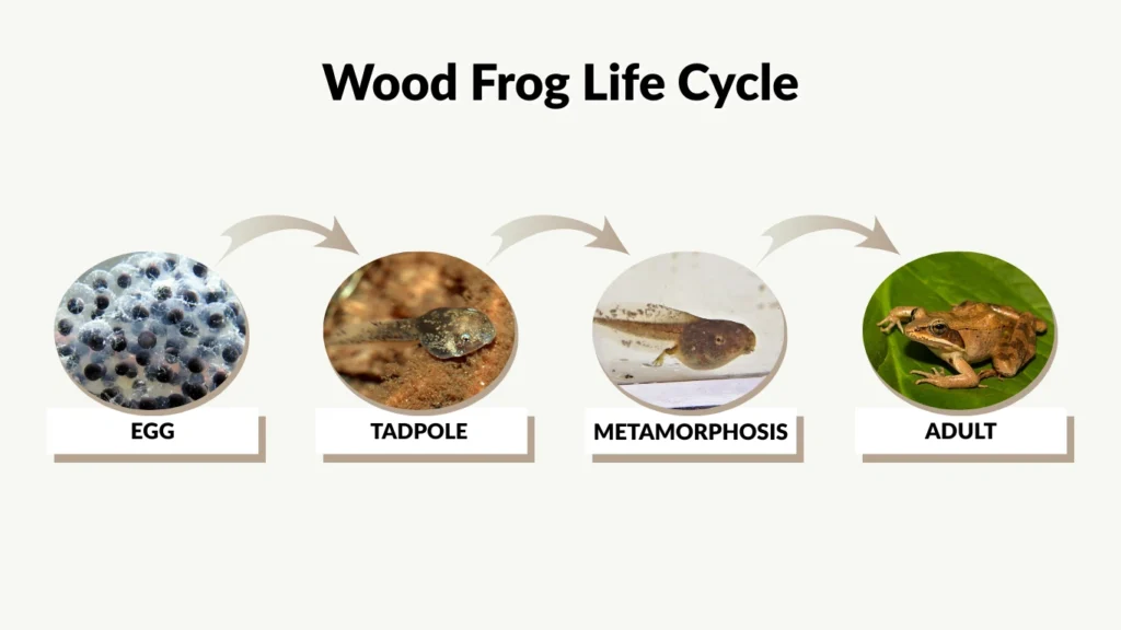 Wood Frog Life Cycle