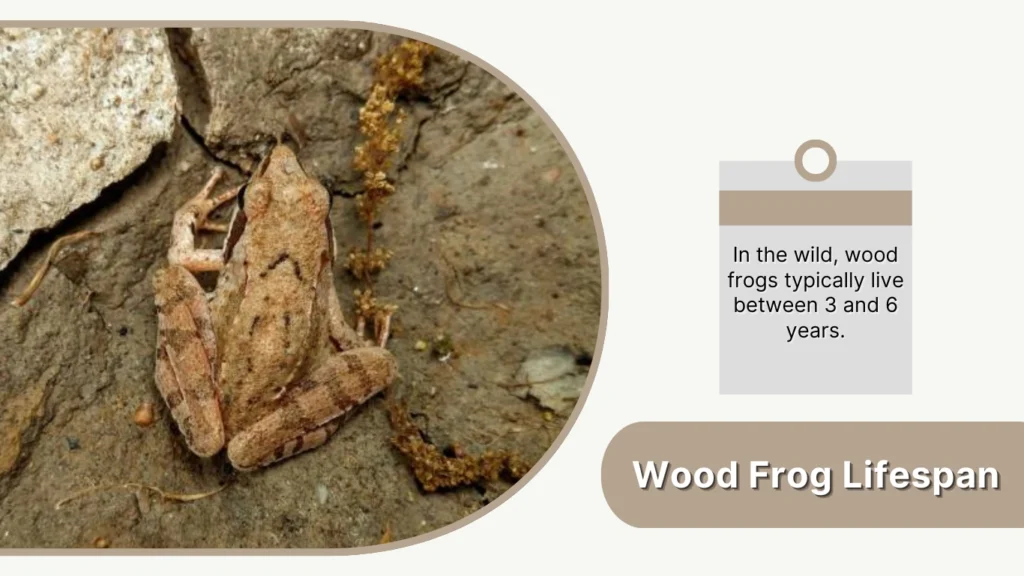 Wood Frog Lifespan