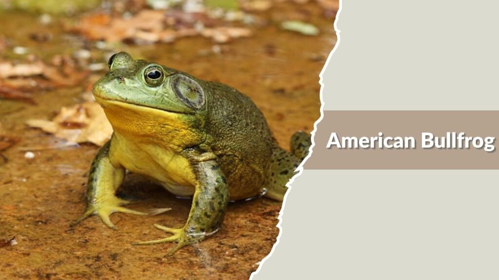 American Bullfrog