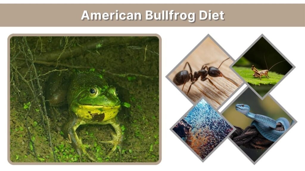 American Bullfrog Diet: What They Eat, Hunt & Swallow Whole