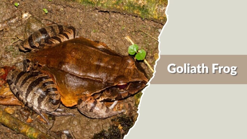 Goliath Frog