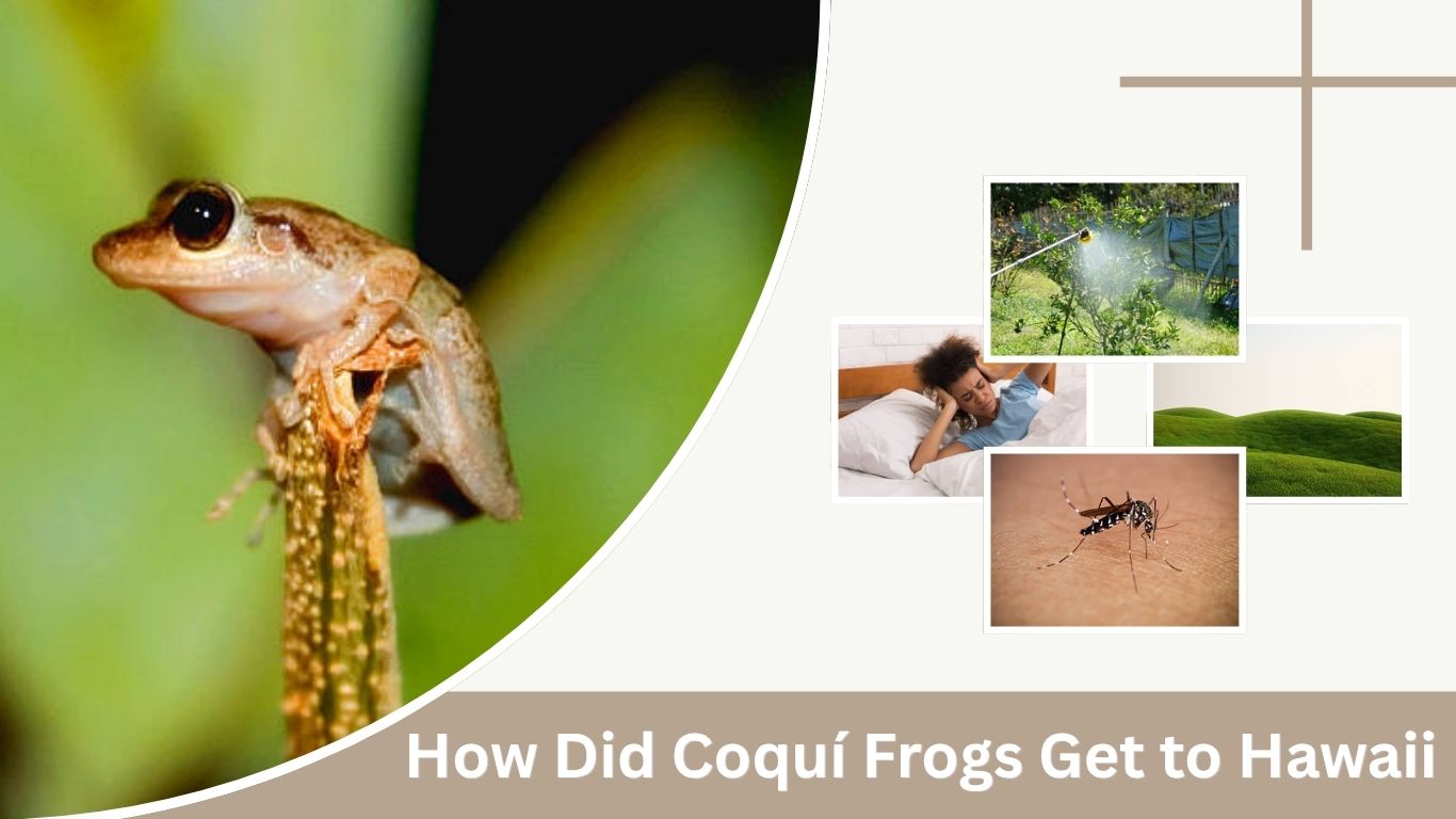 How Did Coquí Frogs Get to Hawaii? Origins, Spread & Impact