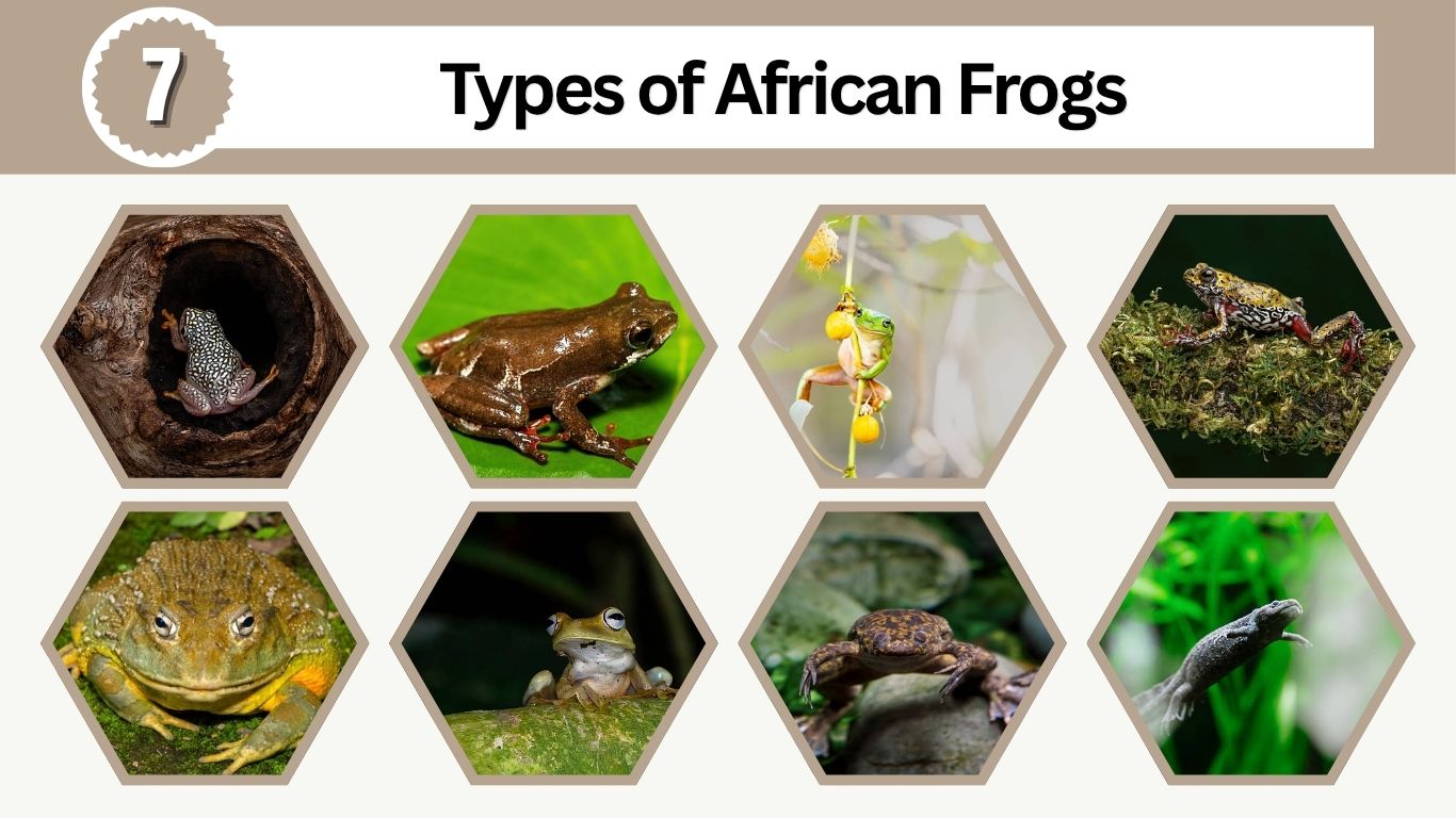 7 Types of African Frogs: Identification with Picture