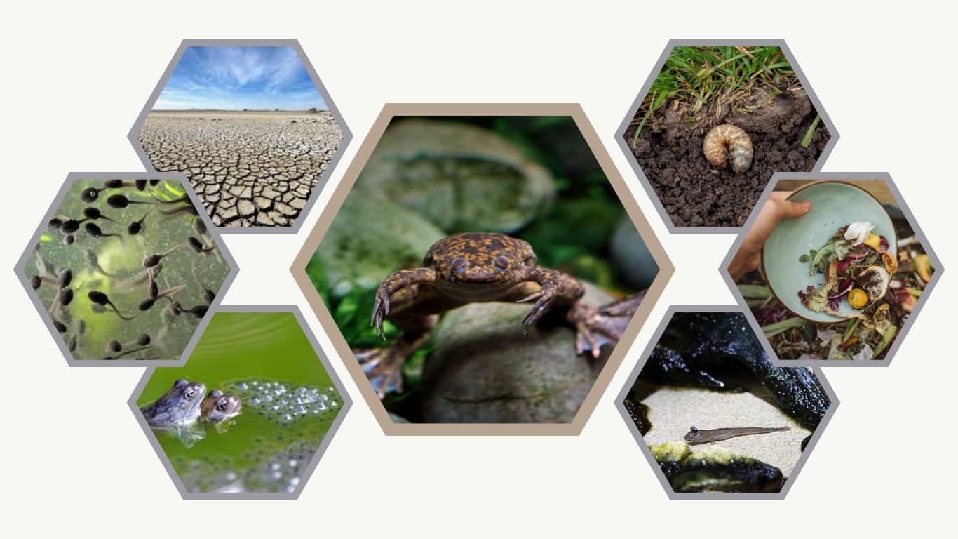 African Clawed Frog (Xenopus laevis):  Facts, Care, and Habitat Guide