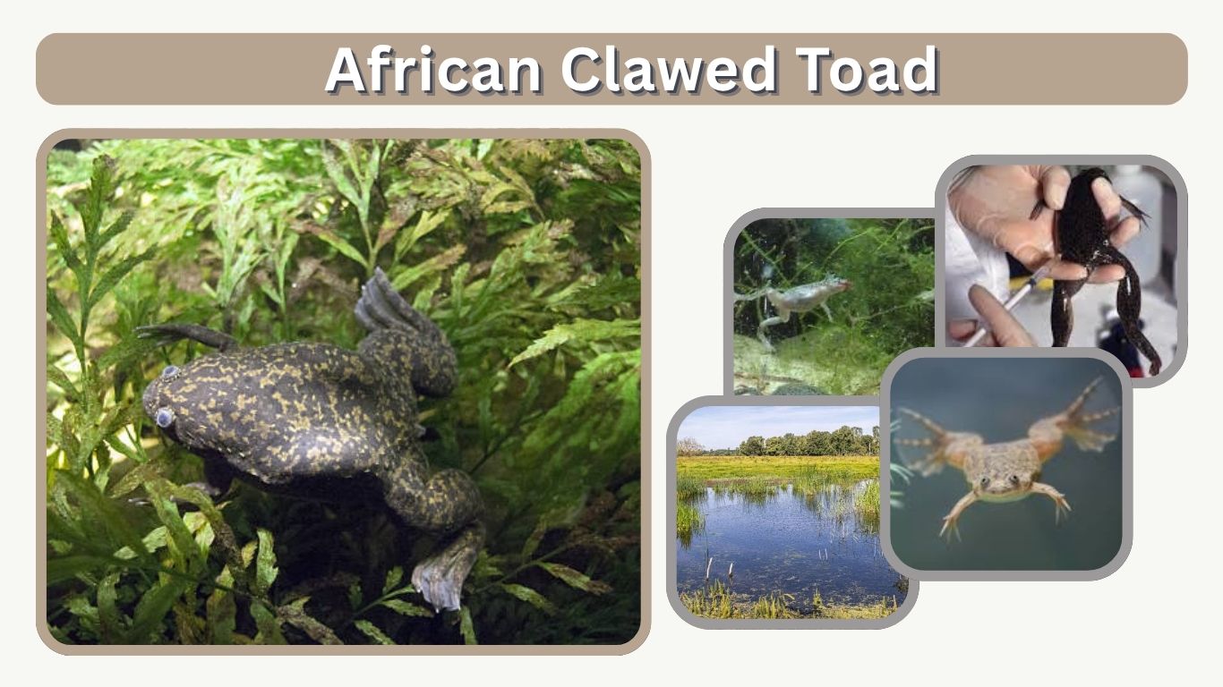 African Clawed Toad Habitat, Care, Facts and Complete Guide