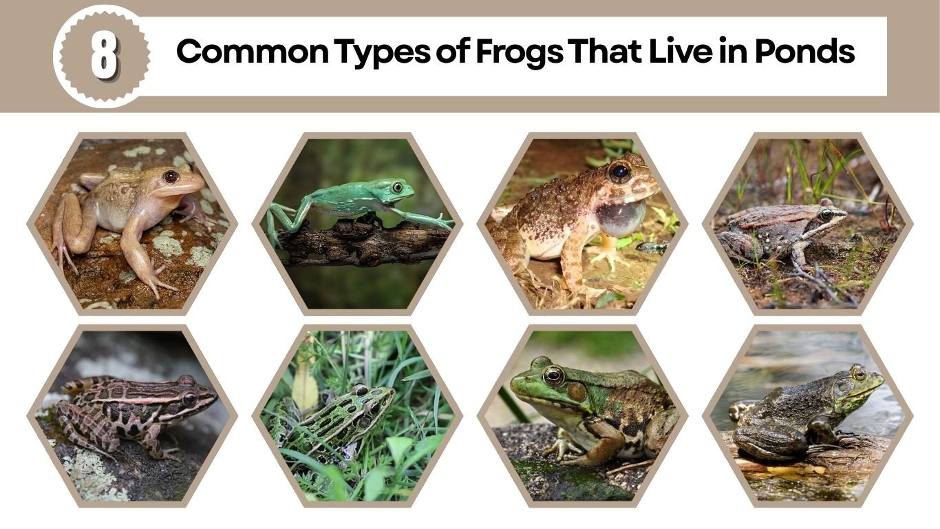 8 Common Types of Frogs That Live in Ponds (ID with Pictures)