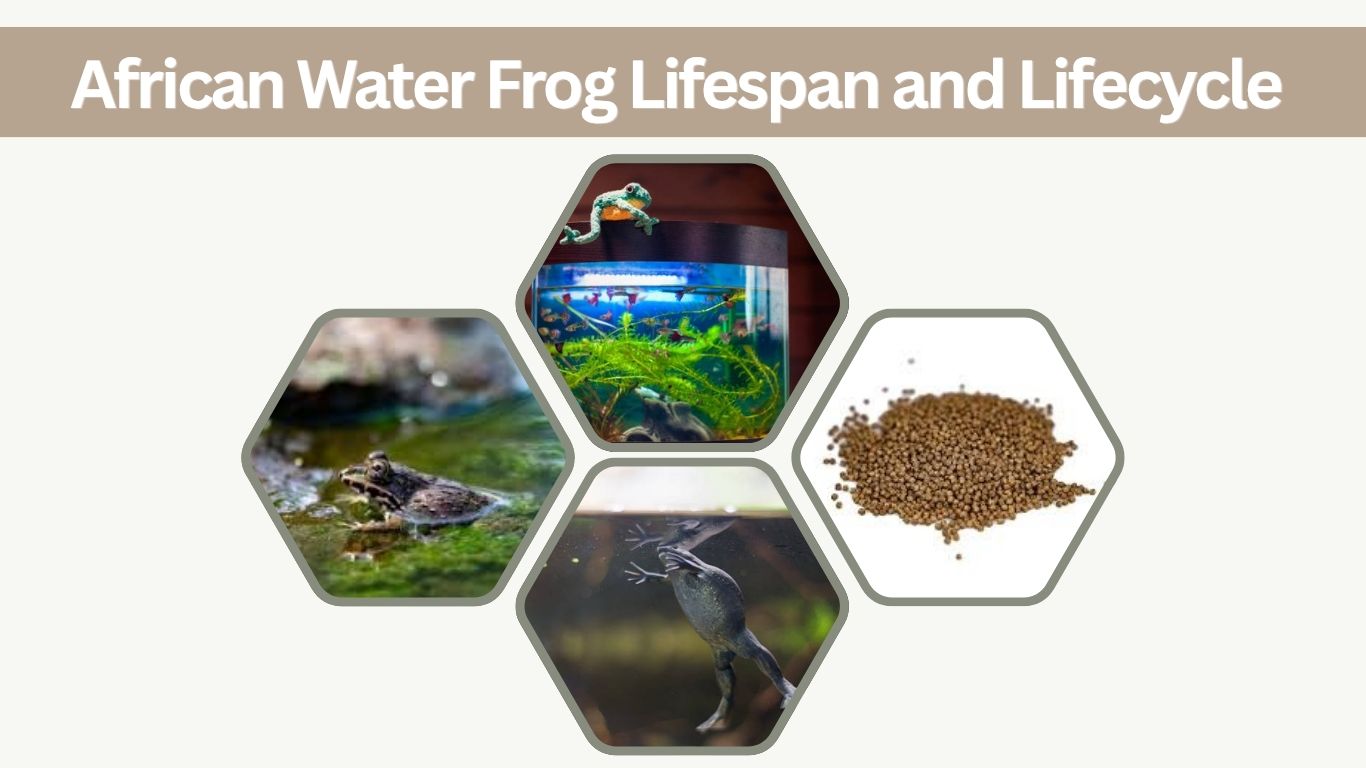African Water Frog Lifespan and Lifecycle Guide