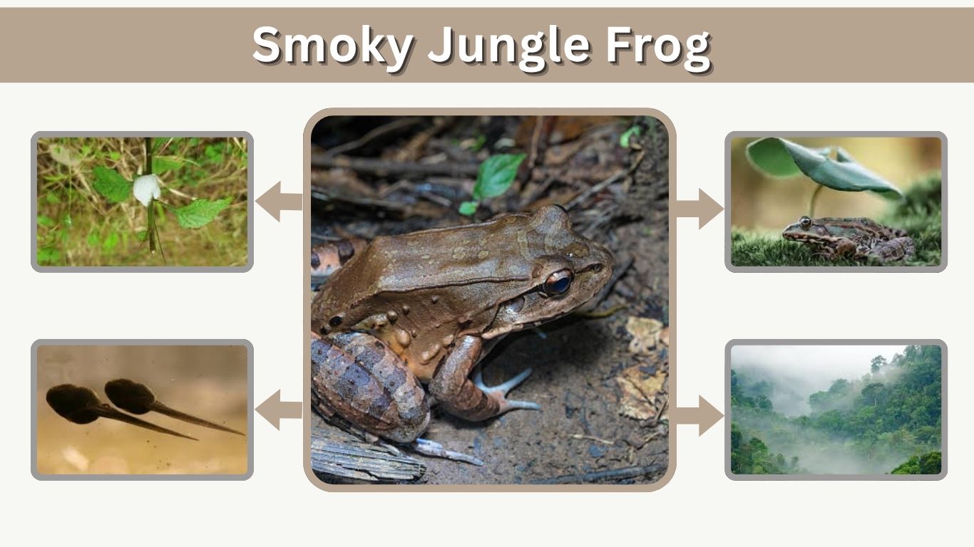 Smoky Jungle Frog Facts, Habitat, Diet and Size
