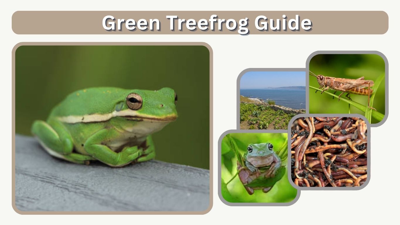 Green Treefrog Guide: Habitat, Diet, and Care Tips