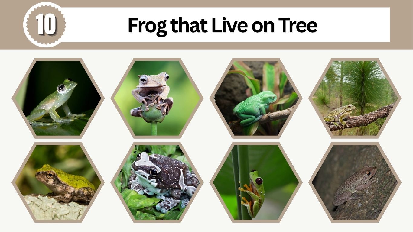 10 Frog that Live on Tree: Identification with Picture
