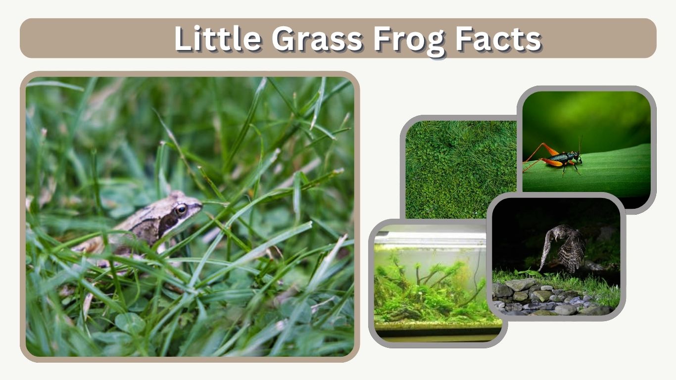 Little Grass Frog Facts: Habitat, Diet & Behavior Guide