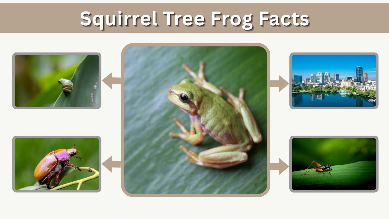 Squirrel Tree Frog Facts: Habitat, Diet & Care Guide