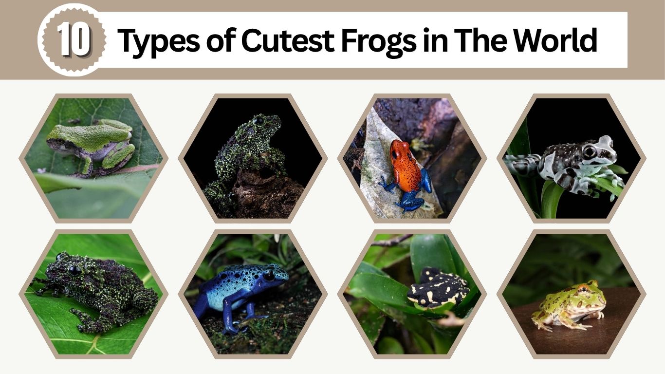 10 Types of Cutest Frogs in The World: Id with Pictures