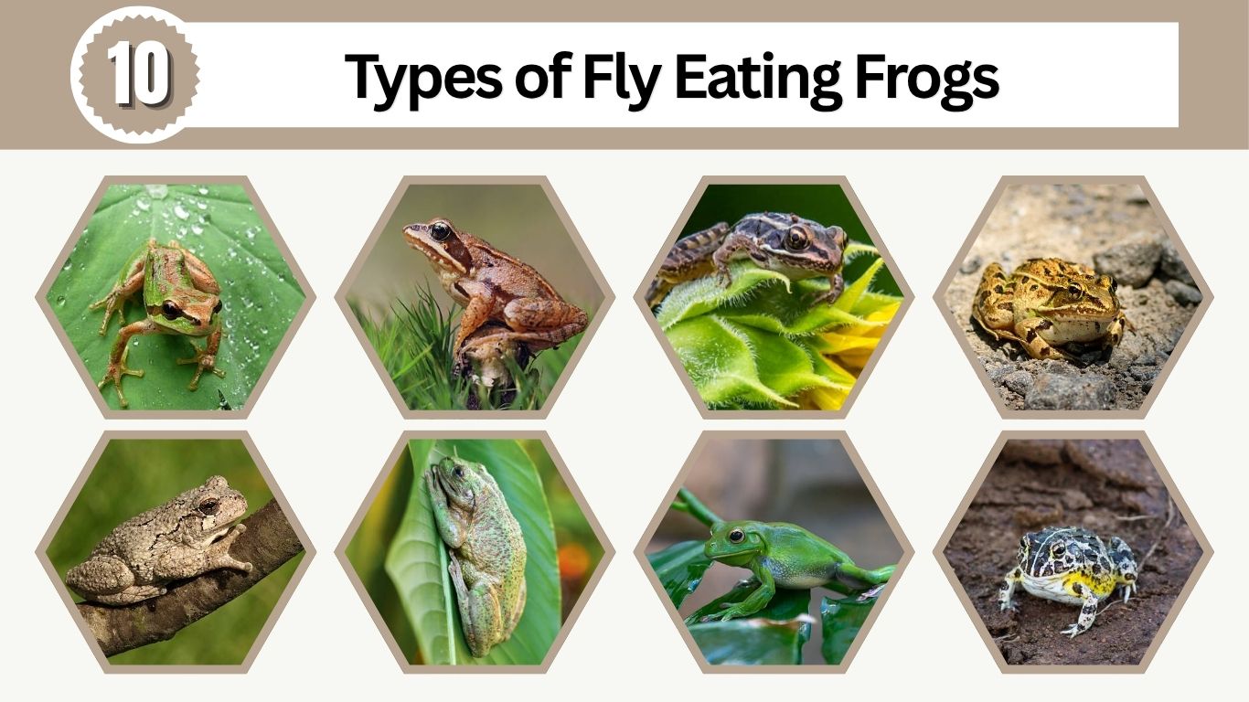 10 Types of Fly Eating Frogs