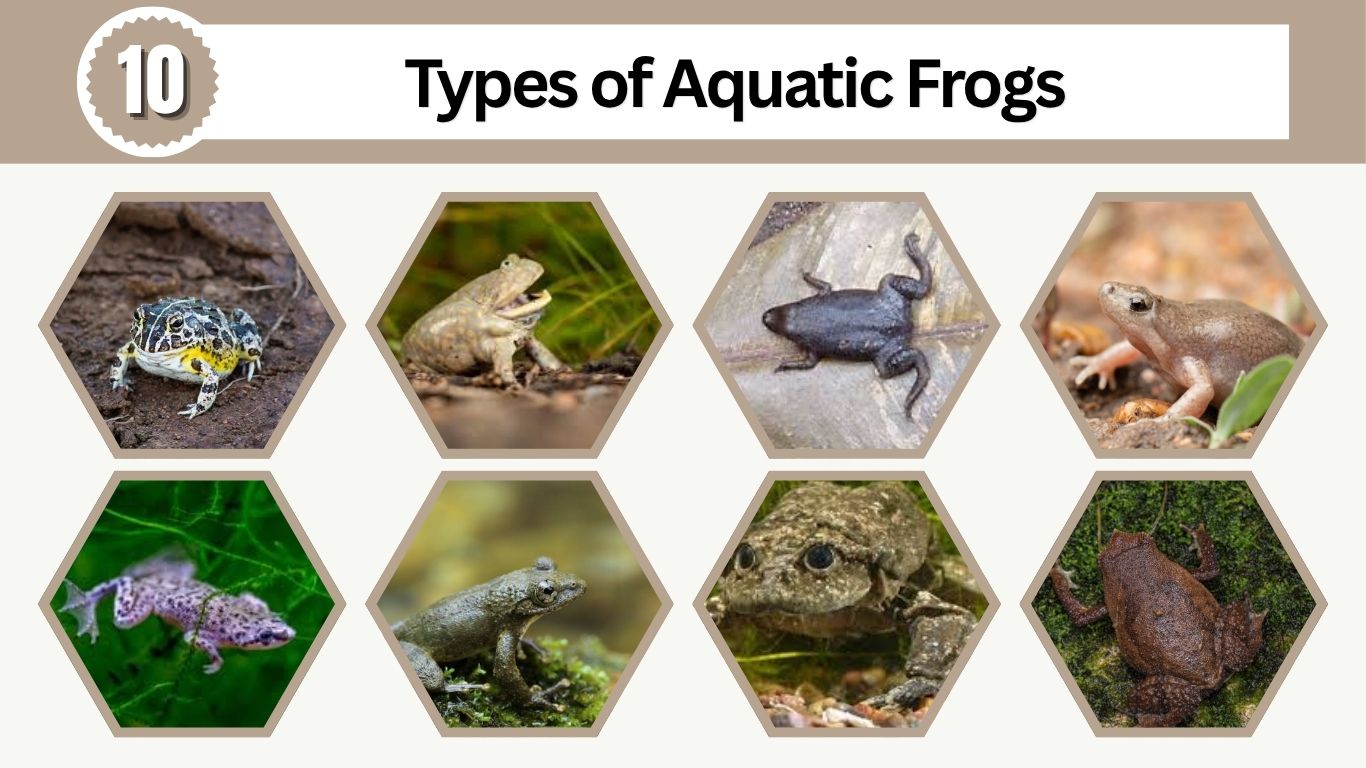 10 Types of Aquatic Frogs: Diet, Habitat, Care, ID with Pictures