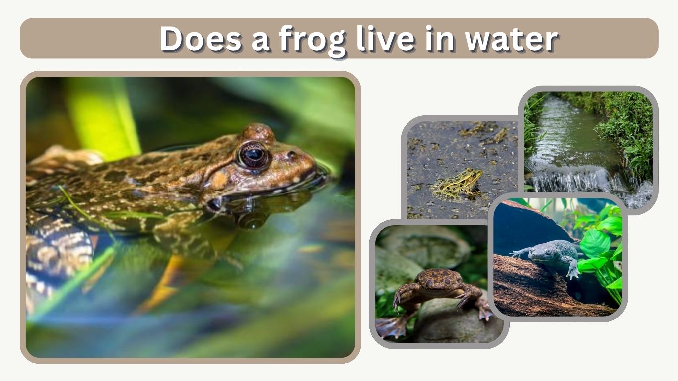 Does a frog live in water? What You Need to Know 