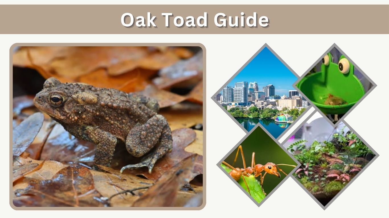 Oak Toad Guide: Habitat, Diet, Size, Care & Facts