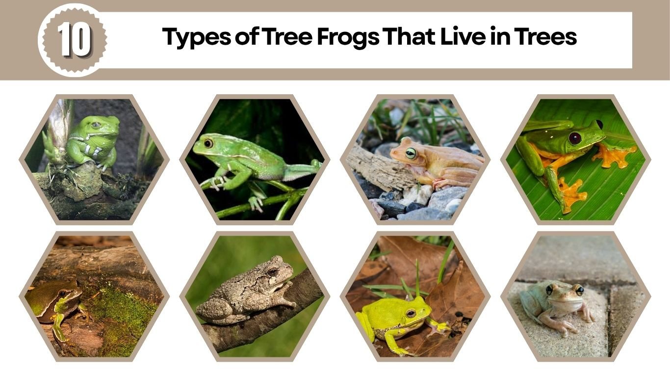 10 Types of Tree Frogs That Live in Trees