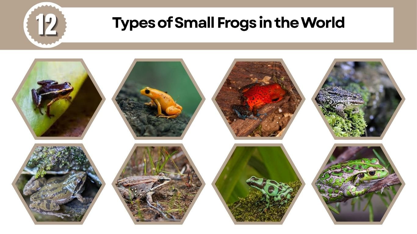 12 Types of Small Frogs in the World (ID with Pictures )