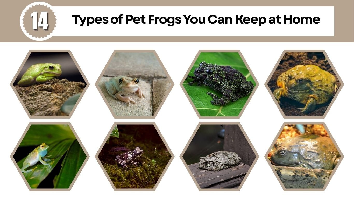 14 Types of Pet Frogs You Can Keep at Home (ID with Pictures)